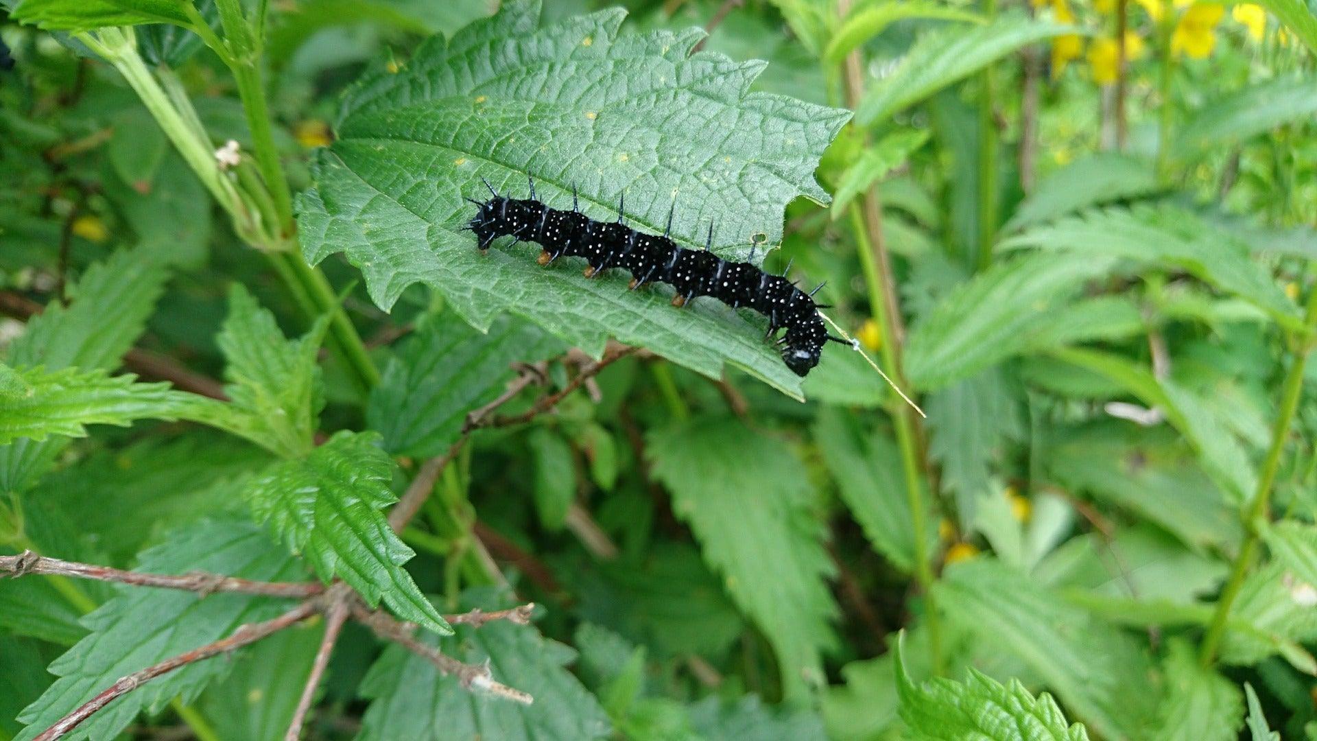 How to Get Rid of Lawn Pests: A DIY Pest Control Guide - Phoenix Environmental Design Inc.