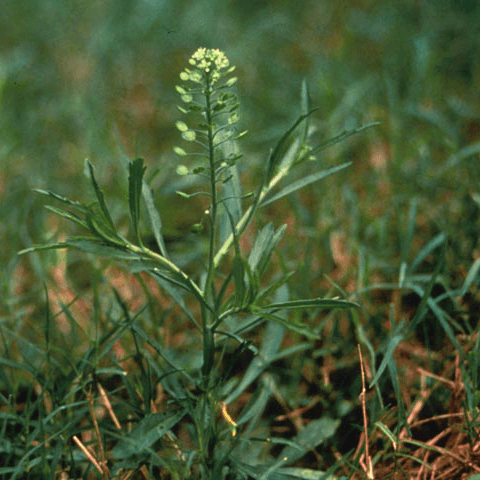 Virginia Pepperweed: Bitter Seasoning or Turf Pest? - Phoenix Environmental Design Inc.