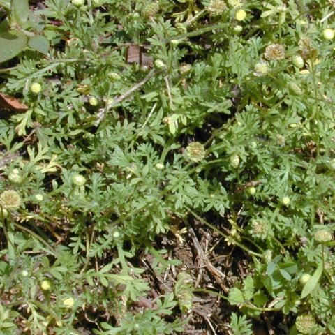 Brass Buttons, Southern: A Small Annual Weed - Phoenix Environmental Design Inc.