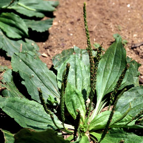 Broadleaf Plantain: A Common Turf Weed - Phoenix Environmental Design Inc.