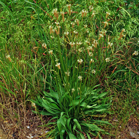 Buckhorn Plantain: A Perennial Turf Weed - Phoenix Environmental Design Inc.