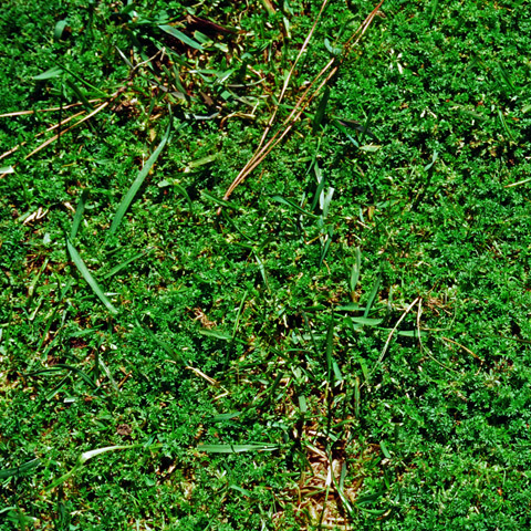 Burweed, Lawn: A Turfgrass Enemy - Phoenix Environmental Design Inc.