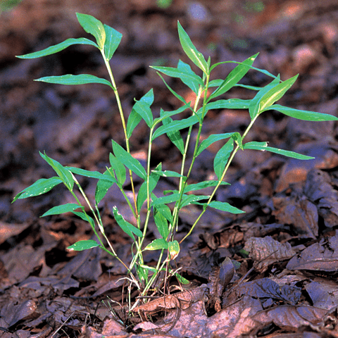 Japanese Stiltgrass: Mary's Grass is Aggressive - Phoenix Environmental Design Inc.