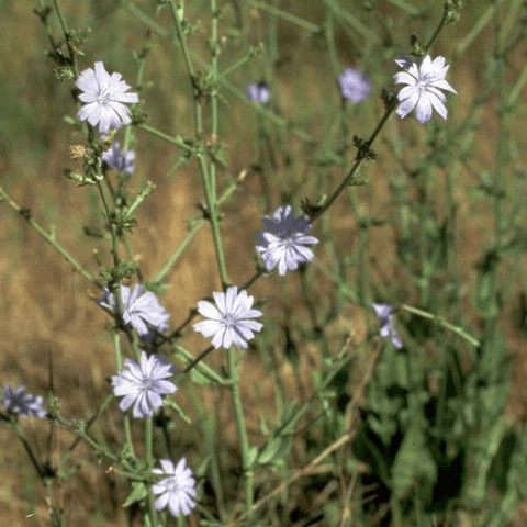 Chicory: A Tall and Purple Turf Weed - Phoenix Environmental Design Inc.