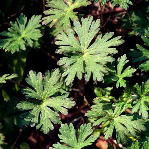 Carolina Geranium: Also Crane's Bill - Phoenix Environmental Design Inc.