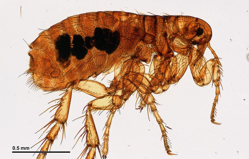 Flea Control: Get Rid of Fleas in Your Home - Phoenix Environmental Design Inc.