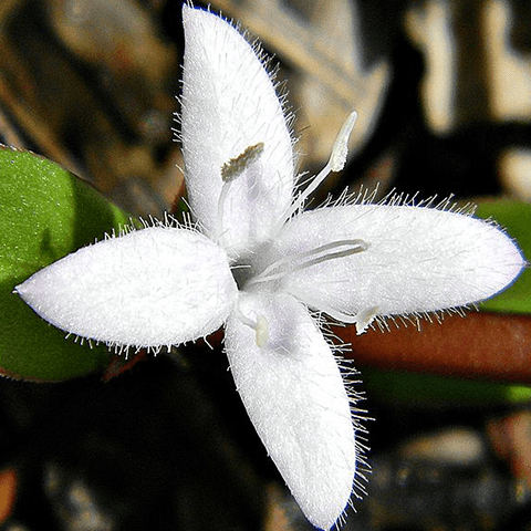 Virginia Buttonweed: Getting Rid of Creeping Weeds - Phoenix Environmental Design Inc.