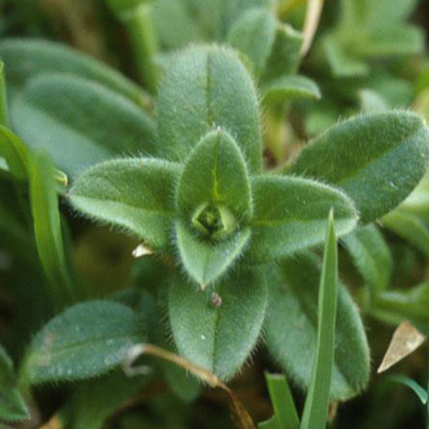 Chickweed, Mouse-Ear: A Small Turf Pest - Phoenix Environmental Design Inc.