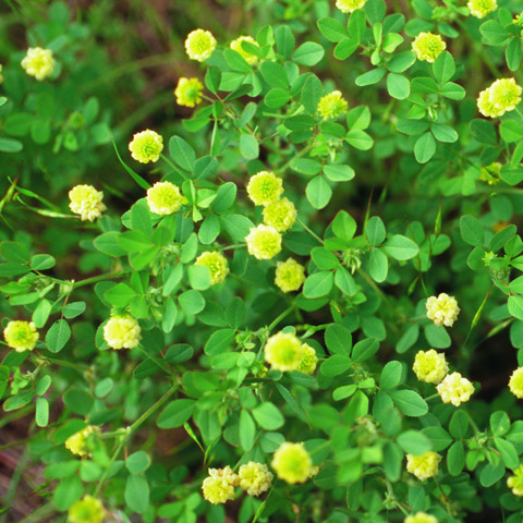 Clover, Large Hop: The Yellow Clover - Phoenix Environmental Design Inc.