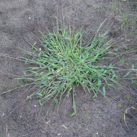 Crabgrass, Large: A Hairy Summer Annual - Phoenix Environmental Design Inc.