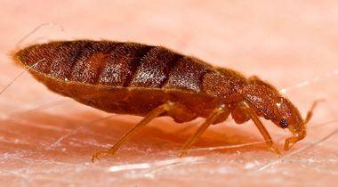 How to Identify Bedbugs: Get Rid of Them for Good - Phoenix Environmental Design Inc.