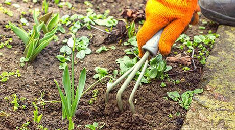 When to Apply Pre-Emergent Herbicides - Phoenix Environmental Design Inc.