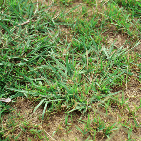 Dallisgrass: A Seed-Producing Annual - Phoenix Environmental Design Inc.