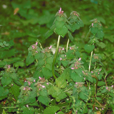 Deadnettle, Purple: Very Much Alive - Phoenix Environmental Design Inc.