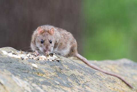 Rodent Control: Getting Rid of Rodents at Home - Phoenix Environmental Design Inc.
