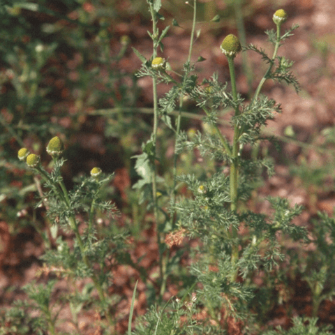 Pineappleweed: A Sweet Summer Annual - Phoenix Environmental Design Inc.