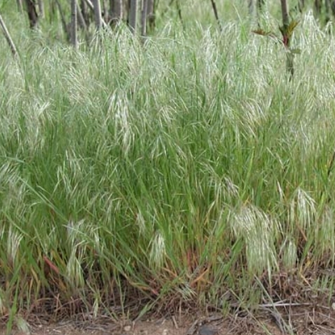 Downy Brome: A Dense and Hairy Weed - Phoenix Environmental Design Inc.