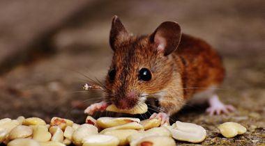 How to Get Rid of Mice in Your House - Phoenix Environmental Design Inc.