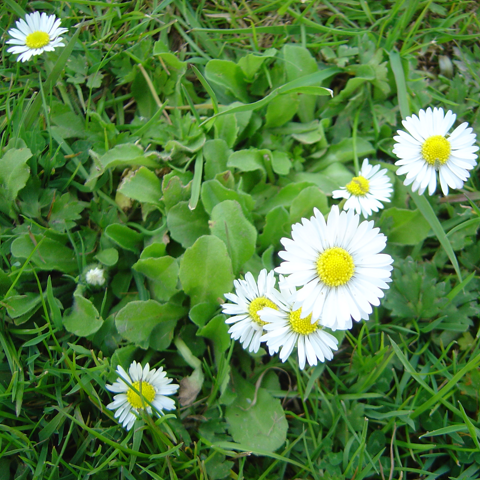 English Lawn Daisy: A Pretty Aggressive Weed - Phoenix Environmental Design Inc.