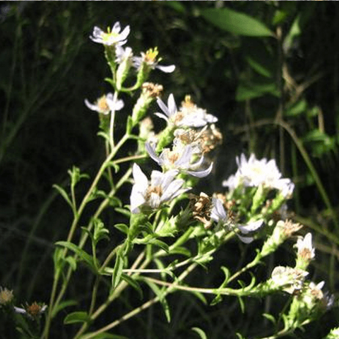 Aster, Slender: How to Kill Aster Weeds - Phoenix Environmental Design Inc.