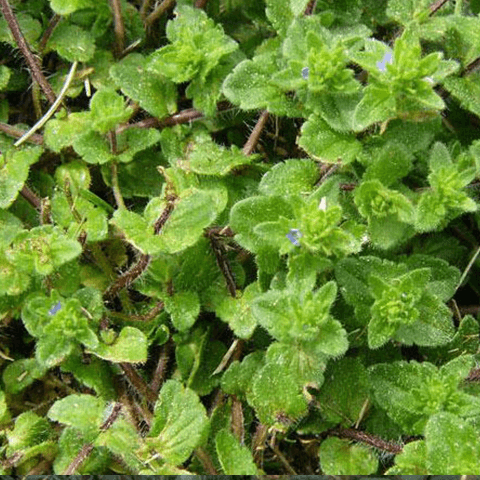 Speedwell: A Very Common Weed in the U.S. - Phoenix Environmental Design Inc.