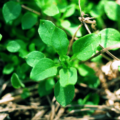 Chickweed, Common: A Smoother Turf Weed - Phoenix Environmental Design Inc.