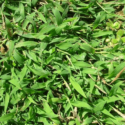 Crabgrass, Southern: A Warm-Season Annual - Phoenix Environmental Design Inc.