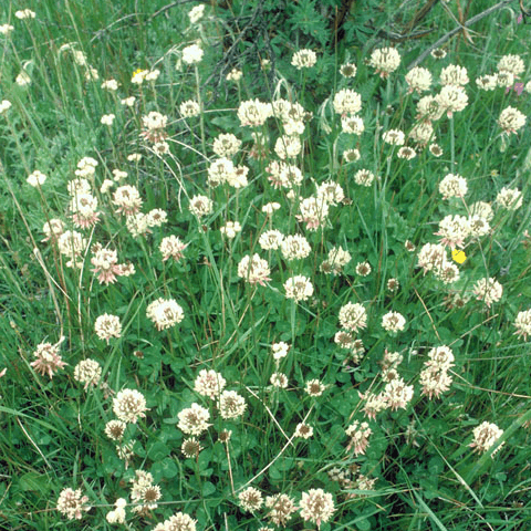 Clover, White: The Lucky Turf Weed - Phoenix Environmental Design Inc.