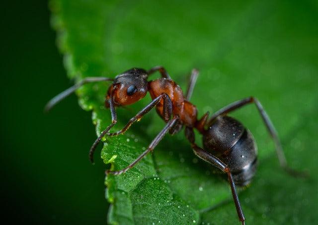Ant Control: Getting Rid of Ants in Your Home - Phoenix Environmental Design Inc.