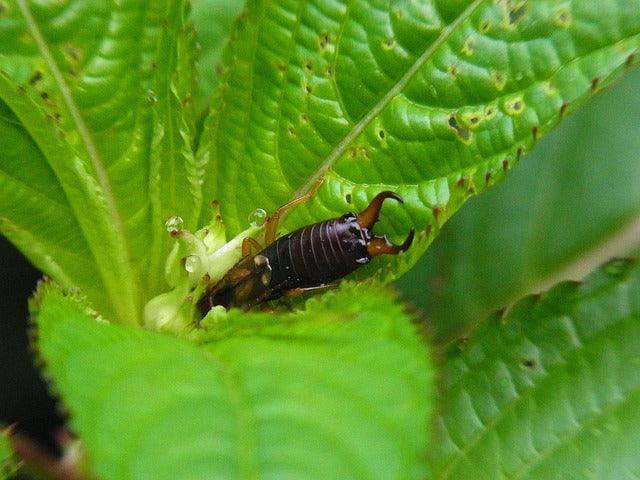 Earwig Control: Getting Rid of Earwigs - Phoenix Environmental Design Inc.