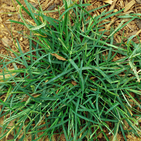 Goosegrass: As Annoying as the Real Thing - Phoenix Environmental Design Inc.