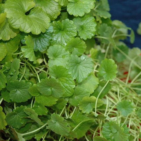 Ground Ivy: A Creeping Perennial Weed - Phoenix Environmental Design Inc.