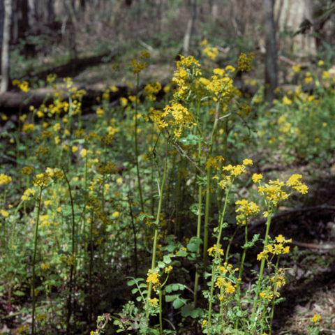 Groundsel, Common: A Very Common Weed - Phoenix Environmental Design Inc.