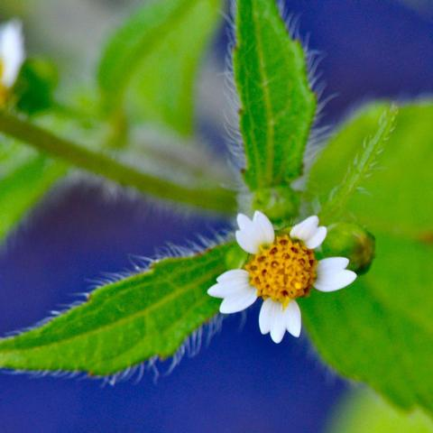 Hairy Galinsoga: An Abundant Weed - Phoenix Environmental Design Inc.