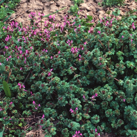 Henbit: Not Your Average Chicken Feed - Phoenix Environmental Design Inc.