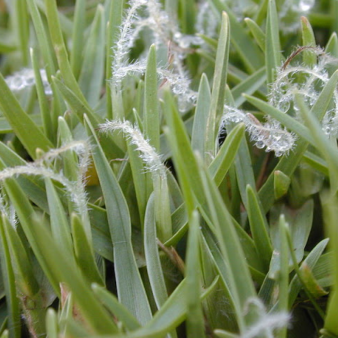 Kikuyugrass: An Aggressive Perennial Grass - Phoenix Environmental Design Inc.