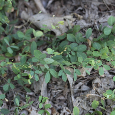 Lespedeza, Common: A Thriving Summer Annual - Phoenix Environmental Design Inc.