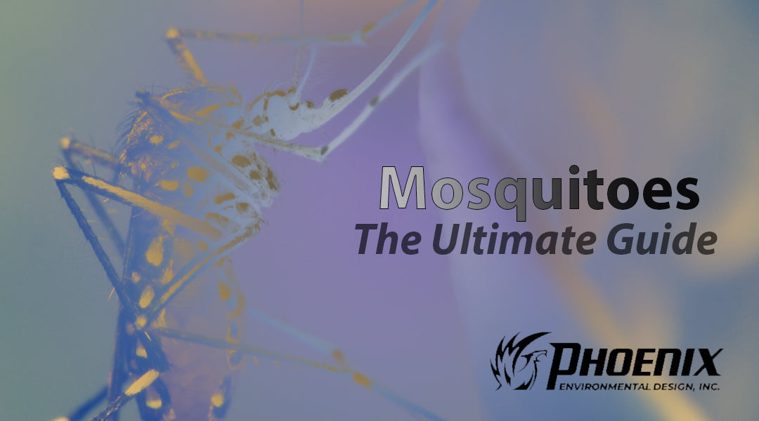 Ultimate Guide to Mosquito Control: Identification, Prevention, and Misting Solutions