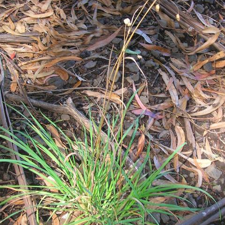 Orchardgrass: A Tall Perennial Weed - Phoenix Environmental Design Inc.