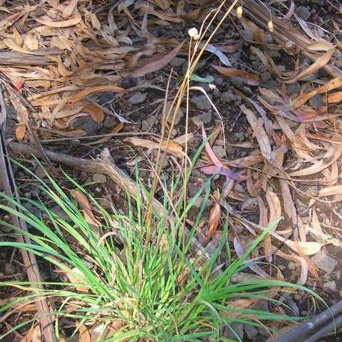 Orchardgrass: A Tall Perennial Weed - Phoenix Environmental Design Inc.