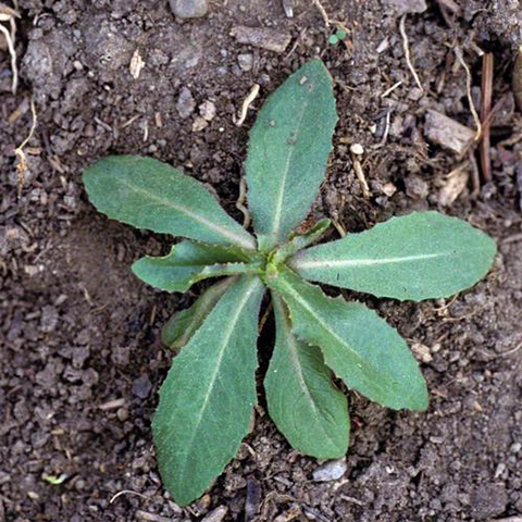 Prickly Lettuce: Not Your Average Salad Green - Phoenix Environmental Design Inc.