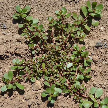 Purslane, Common: A Nuisance in Summer - Phoenix Environmental Design Inc.