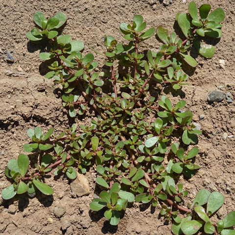 Purslane, Common: A Nuisance in Summer - Phoenix Environmental Design Inc.