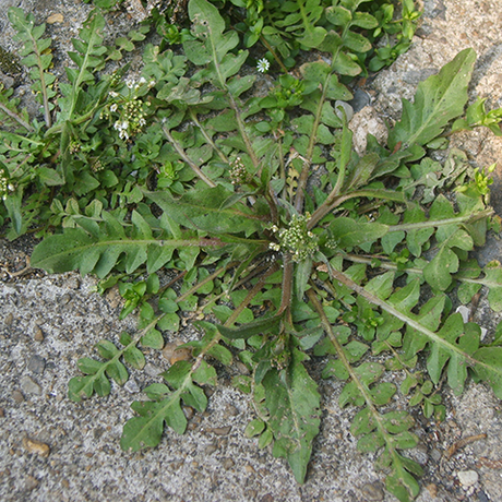Shepherd's Purse: A Winter Annual Weed - Phoenix Environmental Design Inc.