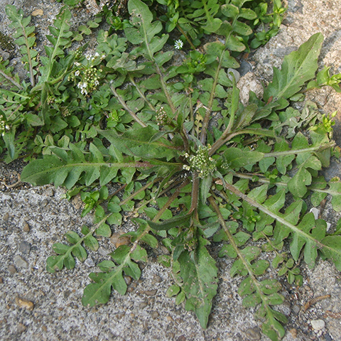 Shepherd's Purse: A Winter Annual Weed - Phoenix Environmental Design Inc.